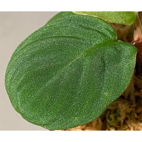 Homalomena sp. from Sumatera Utara [LA0118-02]