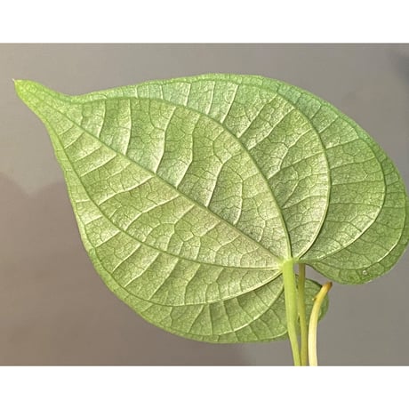 Dioscorea sp. from Chiang Mai [TK290518-1]