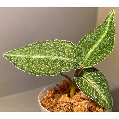 Ardisia sp. from Raub Pahang