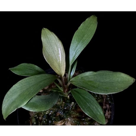 Homalomena cf. hasei from Aceh sumatera [LA1118-03]