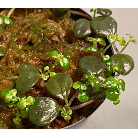 Pilea imparifolia from Iquitos Peru [tanakay]