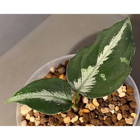 Aglaonema pictum "雷(いかずち)" 13冬 from Sibolga timur [AZ0913-3]