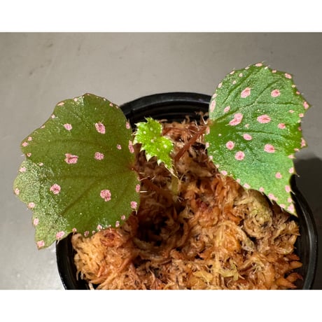 Begonia sp. "Muara Wahau" Kutai timur Kalimantan timur [TB]
