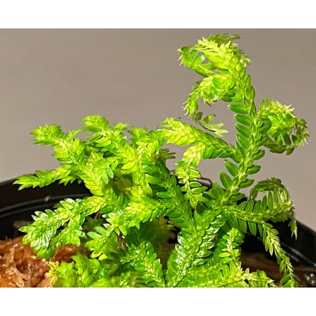 Selaginella biformis [STRINGE PLANTS]