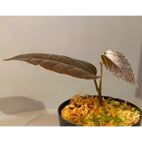 Pterisanthes sp. from Sidikalang [R0817-01c]