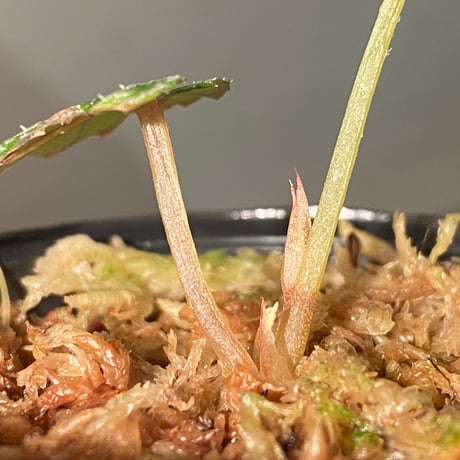 Begonia handelii var. prostrata from Viet Nam