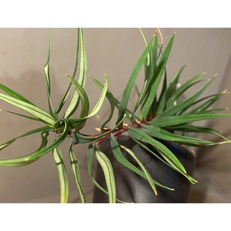 Freycinetia sp. from Setiu