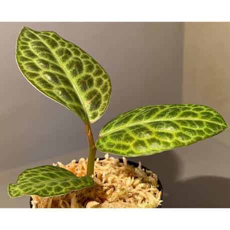 Ardisia sp. from Sumatera