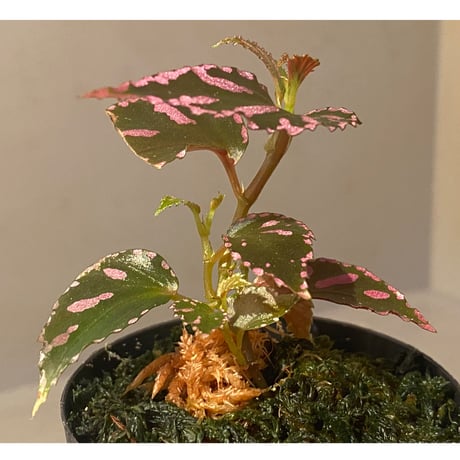 Begonia sp. ぼっち株 from Julau [R1214-01b]