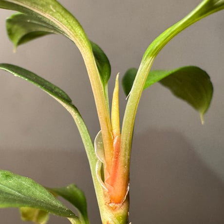 Homalomena cf. hasei from Aceh sumatera [LA1118-03]