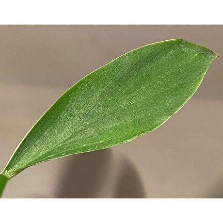 Homalomena sp. from Sekadau Selatan