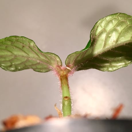 Argostemma sp. from Sulawesi