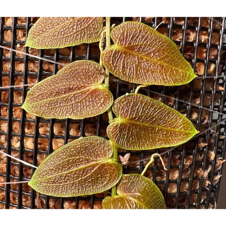 Pothos barberianus from Kapuas fulu West Kalimantan