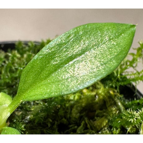 Homalomena sp . from Jerteh [TK090118-2]