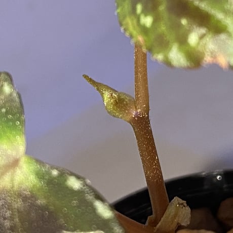 Begonia sp. from North Toraja [S0919-06] 伊藤蟻植物農園