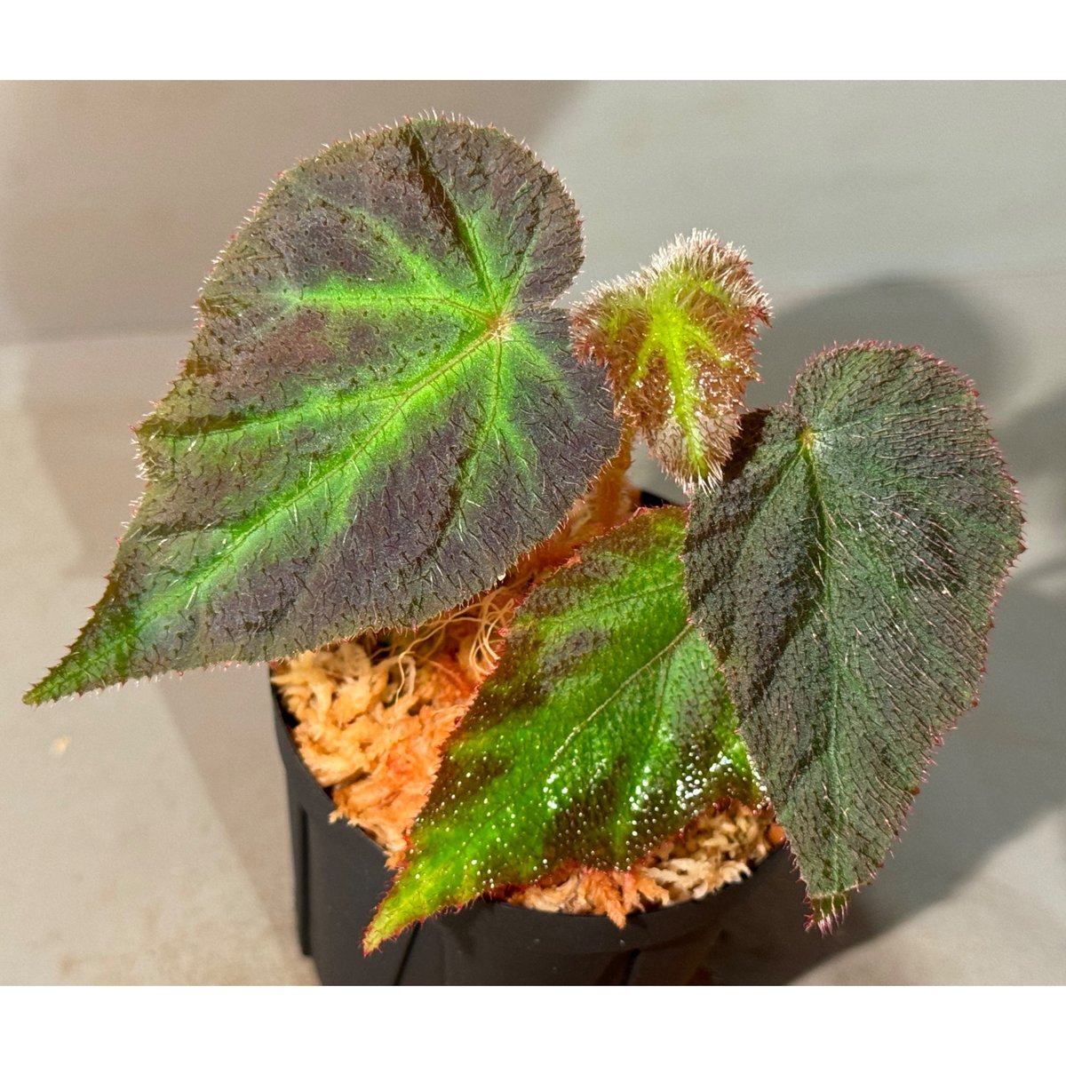 peculiarman　Begonia 5点同梱発送 Begonia sp. from Sumatera Utara [HW0816-01] | M