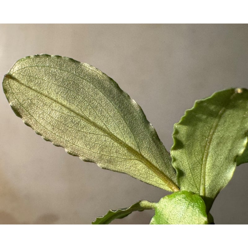 カミハタ便　Bucephalandra sp ブセファランドラ（Buceplandra SP Biu Scero）神畑便 | KDS