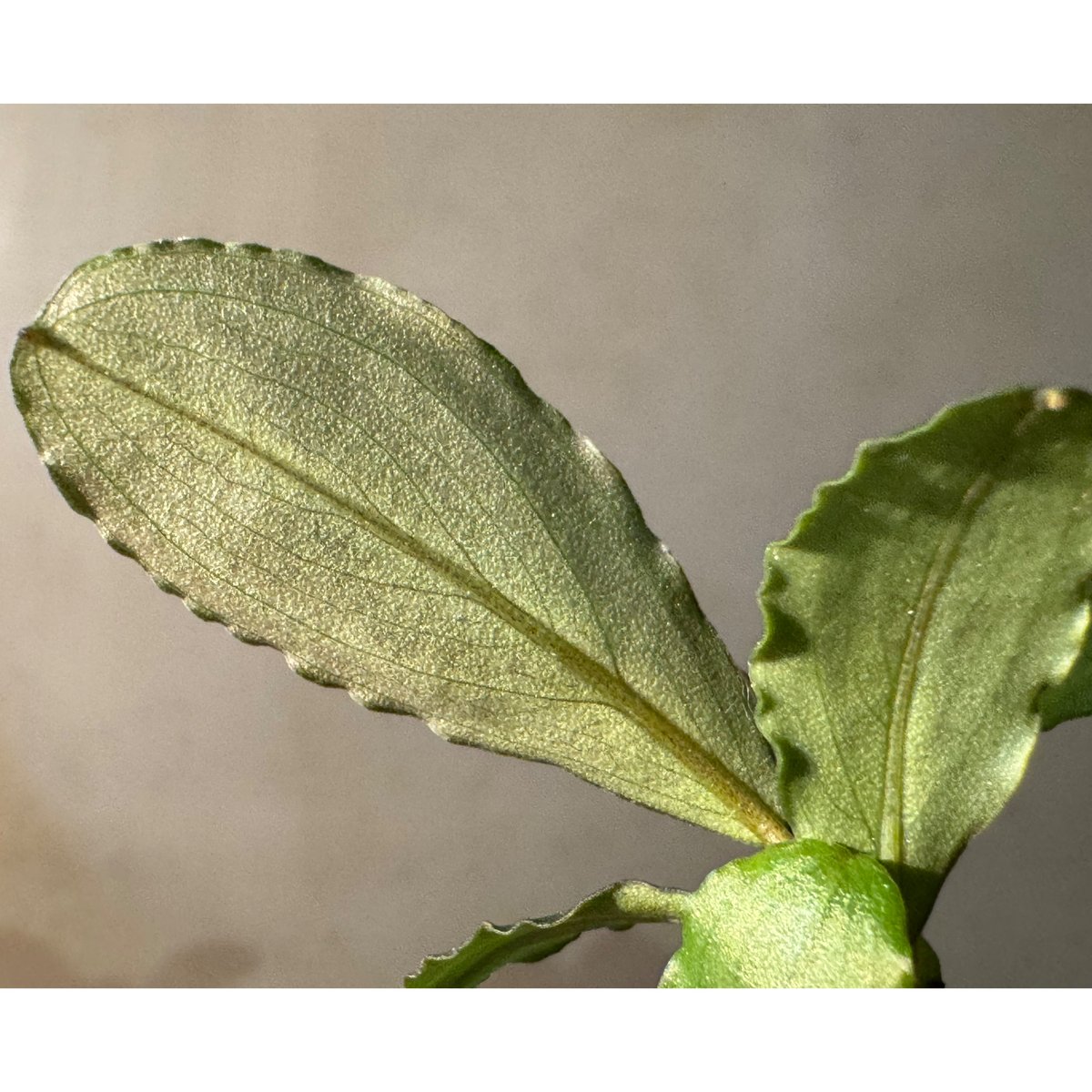 Bucephalandra sp. 