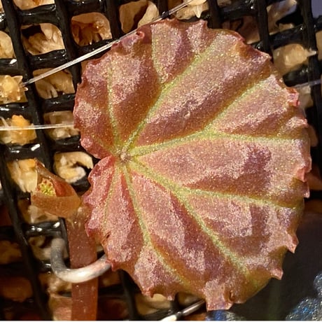 Begonia sp. from Sarawak