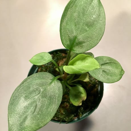 Homalomena sp. Emerald Silver x？ from Kepulaun Riau wf1