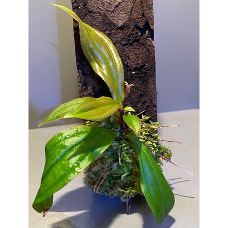 Medinilla sp. from Nueva Vizcaya  Luzon Philippines
