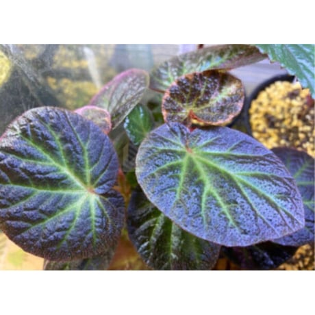 Begonia sp. from Manaus