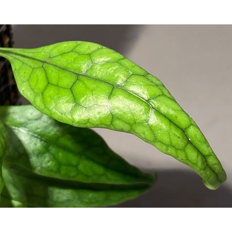 Microsorum sp. "Timika" Papua [TB]