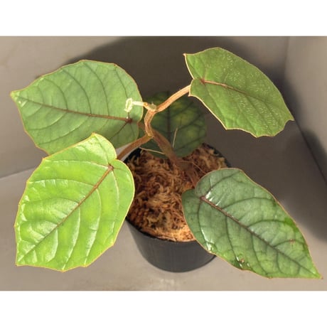 Pterisanthes sp. from Sabah-1 [R0515-01a]