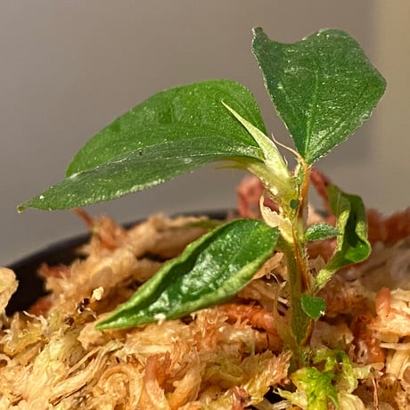 Elatostema sp. from Nopphitam [TK260915]