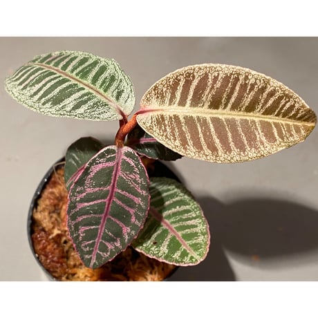 Labisia sp. from Riau