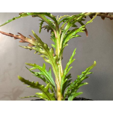 Labisia sp. from Jambi sumatera