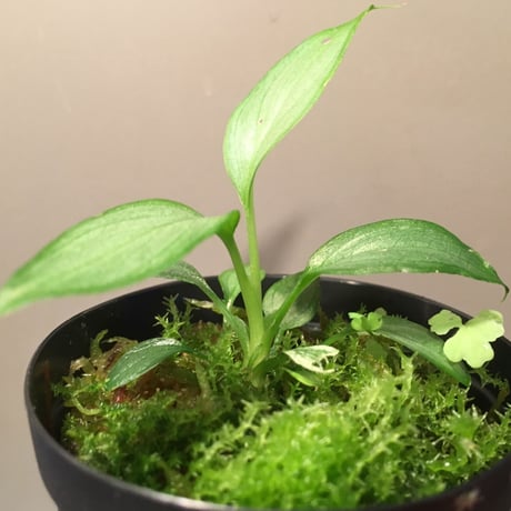 Homalomena sp. from Pendang Kalimantan Tengah [TB]