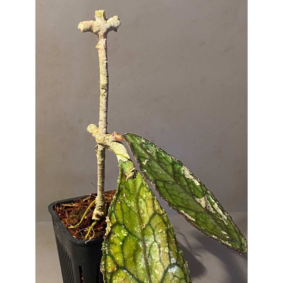 Hoya clemensiorum (Splash) ホヤ　クレメンシオラム ホヤ クレメンシオラム Hoya clemensiorum splash 抜き苗