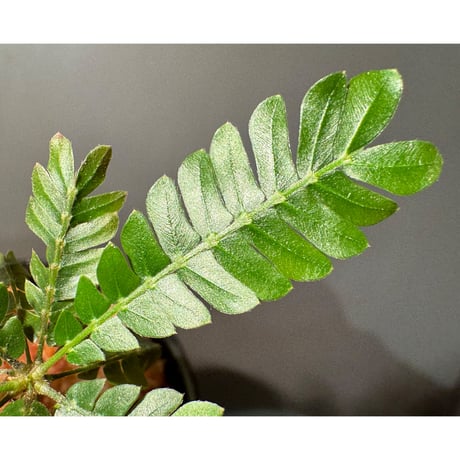 Biophytum cf. sensitivum [LA]