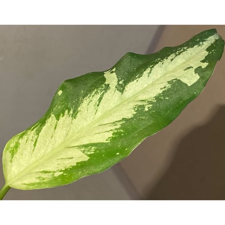 Aglaonema pictum A しるば〜らいん from Aceh sumatera [LA0217-04]