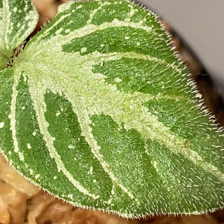 Argostemma bifolium from Bukit Larut [TK130717]