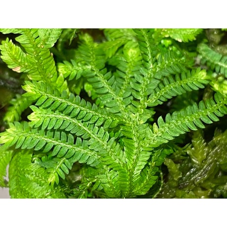 Selaginella biformis [STRINGE PLANTS]