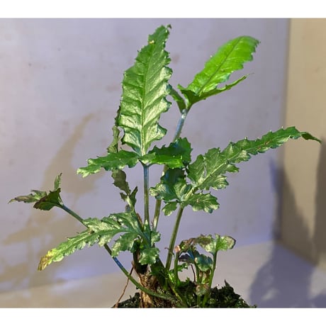 Bolbitis sp. from Siberut [LA]
