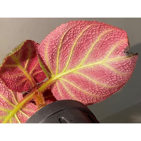 Pearcea hypocyrtiflora from Rio Napo Ecuador [tanakay] 白葉脈