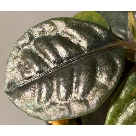 Ardisia sp. "Kayulapis" Kalimantan barat [TB]