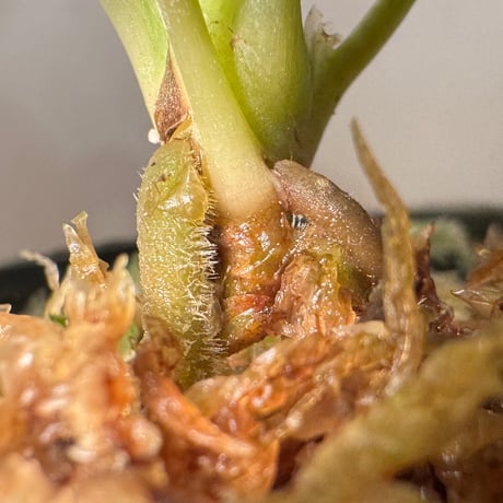 Homalomena sp. "銀鮫" from Aceh sumatera [LA0217-03]