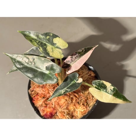 Alocasia Bambino 'Variegata'