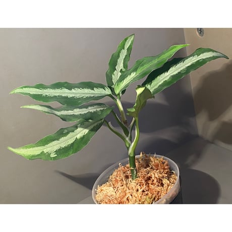 Aglaonema pictum from Aceh Sumatra [T-010519-b-2]