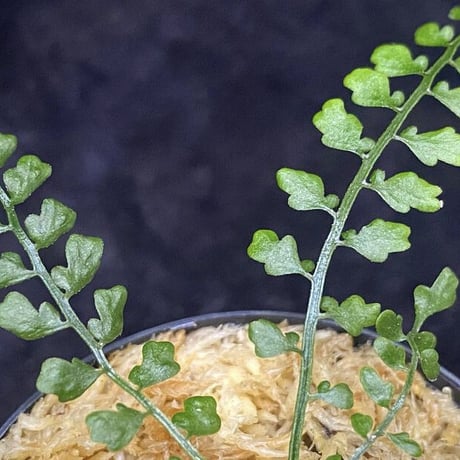 Asplenium quitense from Ecuador 東京ドームらん展購入増殖株 [KSB] ①