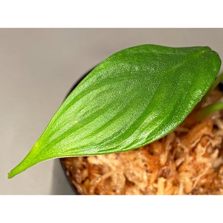 Homalomena sp. "蛟" from Sumatera Utara [LA0318-02]