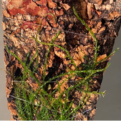 Moss from Borneo