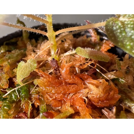 Sonerila sp. from Phitsanulok