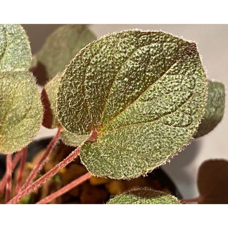 Sonerila dongnathamensis [LA]