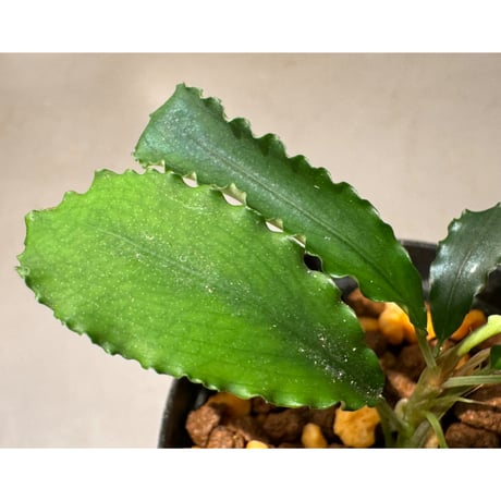 Bucephalandra sp. "Bukit Kelam-1" Bukit Kelam [HW0220-01]