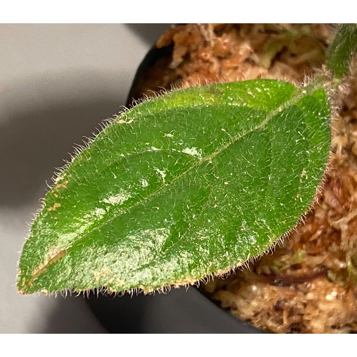 Columnea herthae from Ecuador [STRINGE PLANTS] ...